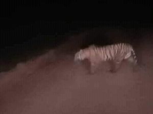 Harimau Muncul di Desa Pekaitan Rohil Riau, Ini Kata Warga