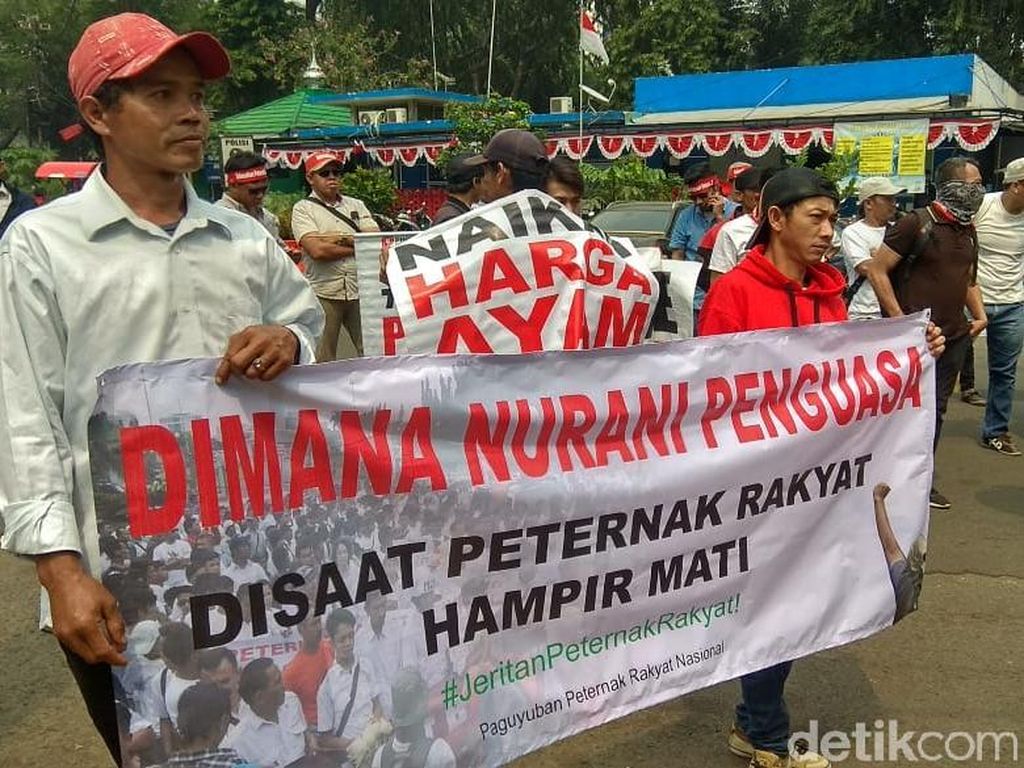 Harga Ayam Anjlok, Ratusan Peternak Geruduk Kantor Darmin Harga Ayam Anjlok, Ratusan Peternak Geruduk Kantor Darmin