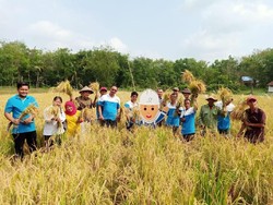 Diberi Pelatihan, Petani di Sumsel Berhasil Panen Padi Organik