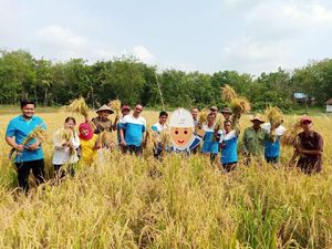 Diberi Pelatihan, Petani di Sumsel Berhasil Panen Padi Organik Diberi Pelatihan, Petani di Sumsel Berhasil Panen Padi Organik