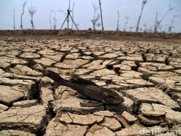 Nasib Waduk Rorotan yang Kian Memprihatinkan