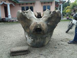 Video Benda Mirip Tengkorak Raksasa Hebohkan Donggala