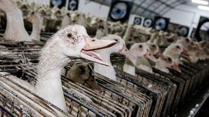 Ini Proses Pembuatan Foie Gras, Makanan Khas Prancis yang Kontroversial