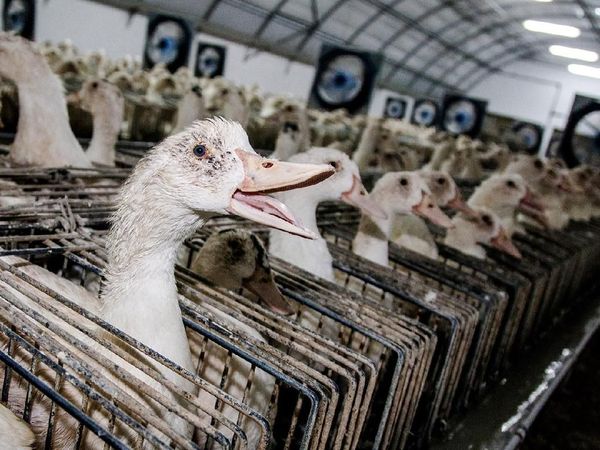Ini Proses Pembuatan Foie Gras, Makanan Khas Prancis yang Kontroversial