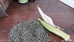 Unik! Kopi ini Terbuat dari Biji Tanaman Okra