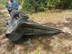 Tulang Raksasa di Pantai Siwalempu Donggala Bikin Kaget Warga