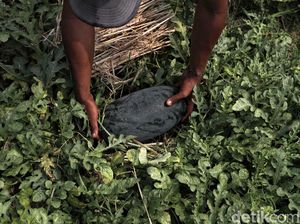Asyik! Panen Semangka di Marunda