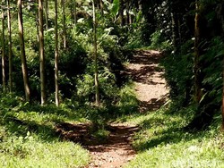 Kronologi Lengkap KKN Desa Penari di Banyuwangi yang Berujung Tragedi