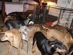 Diterjang Topan Dorian, Perempuan Ini Tampung Nyaris 100 Anjing di Rumahnya