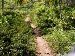 Aroma Mistis Menelusuri Kampung yang Diduga Lokasi KKN Desa Penari