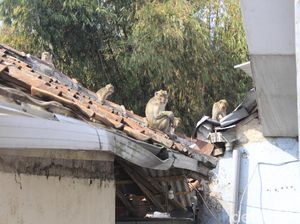 Kera Jarah Makanan Warga di Bandung, Perhutani: Jangan Dibunuh