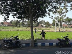 Terjaring Razia Patuh Semeru, Pemotor di Banyuwangi Lari ke Sawah