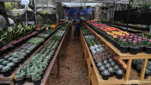 Intip Persiapan Pameran Flora Fauna 2019 di Lapangan Banteng