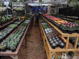 Intip Persiapan Pameran Flora Fauna 2019 di Lapangan Banteng