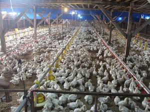 Harga Ayam Jatuh, Komisi IV DPR RI Kritik Dirjen Kementan