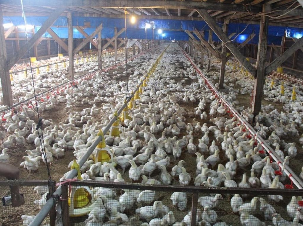 Suplai Ayam Melimpah, Ini Langkah Kementan Atasi Disparitas Harga Suplai Ayam Melimpah, Ini Langkah Kementan Atasi Disparitas Harga