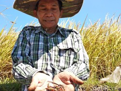 Tanaman Padi di Garut Diserang Hama Ulat, Petani Panen Lebih Awal