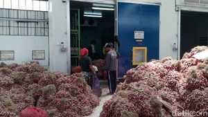 Teknologi Ini Bikin Petani Tak Perlu Cemas Harga Bawang Anjlok