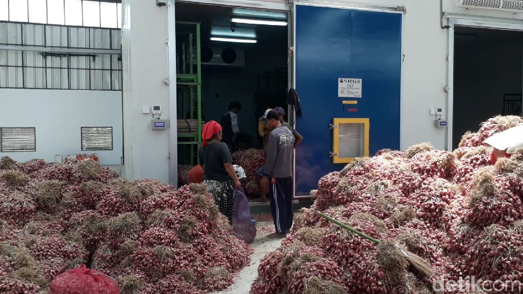 Teknologi Ini Bikin Petani Tak Perlu Cemas Harga Bawang Anjlok Teknologi Ini Bikin Petani Tak Perlu Cemas Harga Bawang Anjlok