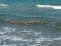 Muncul Buaya di Pinggir Pantai Polewali, Warga Resah