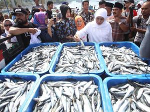 Pemprov Jatim Segera Adopsi Teknologi Deteksi Ikan Untuk Nelayan Pemprov Jatim Segera Adopsi Teknologi Deteksi Ikan Untuk Nelayan