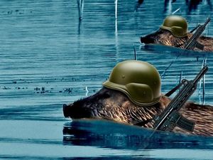 Bisakah Babi dari Indonesia Berenang 62 Km di Selat Malaka?