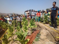 Mayat Luka di Kepala Ditemukan di Ladang Tembakau di Rembang