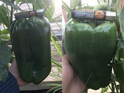 Ini Dia Rekor Dunia untuk Cabai Terpanjang hingga Terberat