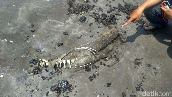 Terpapar Tumpahan Minyak, 2 Lumba-lumba Mati di Pantai Karawang