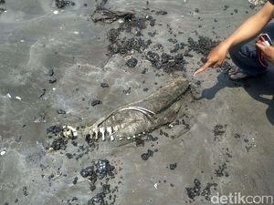 Terpapar Tumpahan Minyak, 2 Lumba-lumba Mati di Pantai Karawang Terpapar Tumpahan Minyak, 2 Lumba-lumba Mati di Pantai Karawang