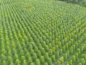 Kementan Sebut Ekspor Perkebunan & Peternakan Tumbuh di Atas 4%