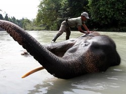 Tempat Memandikan Gajah di Sumatera Utara