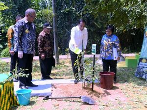 Di Pontianak, Presiden Jokowi Tanam Pohon Durian Serombut