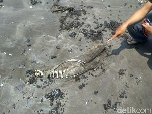 2 Lumba-lumba Mati di Pantai Karawang, Diduga Terpapar Tumpahan Minyak