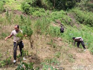 Polisi Temukan 5 Hektare Ladang Ganja di Pegunungan Tor Simantawa Sumut