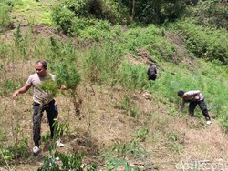 Polisi Temukan 5 Hektare Ladang Ganja di Pegunungan Tor Simantawa Sumut