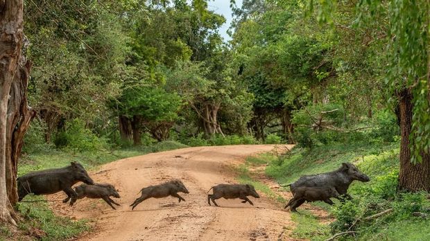 A herd of wild boars, sus scrofa, on a meadow wet from dew. Wild animals in nature early in the morning with moisture covered grass. Mammals in wilderness.