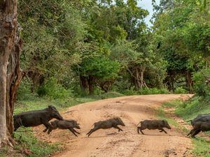 Studi Ungkap Awal Mula Babi Menyebar di Indonesia, Dibawa Migrasi Manusia Purba?