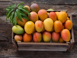 September, RI Ekspor 1,6 Ton Mangga hingga 1.000 Ular Jali