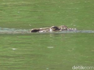 Buaya Besar di Sungai Maloso Satroni Permukiman Warga, Apa Penyebabnya?