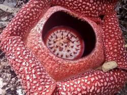 Bunga Rafflesia Juga Sedang Mekar di Kaur