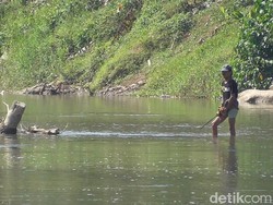 Buaya Besar Satroni Sungai Maloso, Penambang Pasir Resah