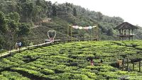 Foto: Belum Move On Liburan, Ayo ke Jember