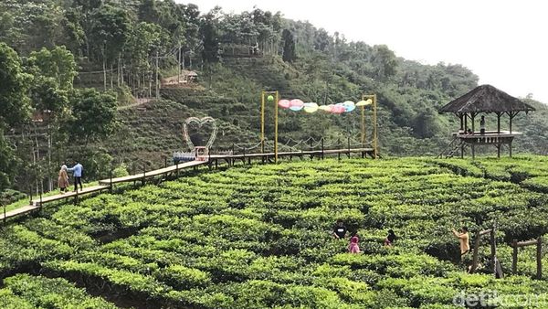 Foto: Belum Move On Liburan, Ayo ke Jember