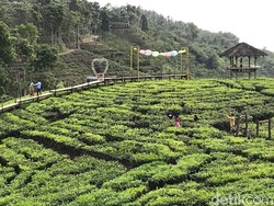 Bukan Gambir di Jakarta, Ini Gambir di Jember