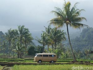 Cara Baru Liburan di Banyuwangi, Keliling Naik Mobil Antik