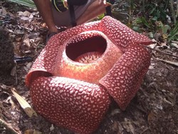 Apa Saja 3 Bunga Nasional Indonesia, Kenali Ciri-cirinya