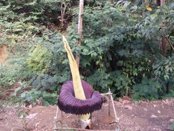 Bunga Bangkai di Taman Konservasi Puspa Langka Bengkulu Sedang Mekar