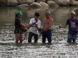Usir Buaya yang Bikin Resah, Warga Polewali Terjun ke Sungai