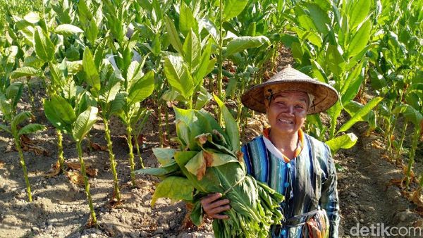 Majukan Perekonomian Petani Tembakau